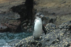 Penguin, Galapagos, 2004-11024898